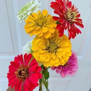 Meet your Posher, Lijana